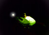 Luce Pylon Light Spinlock Image